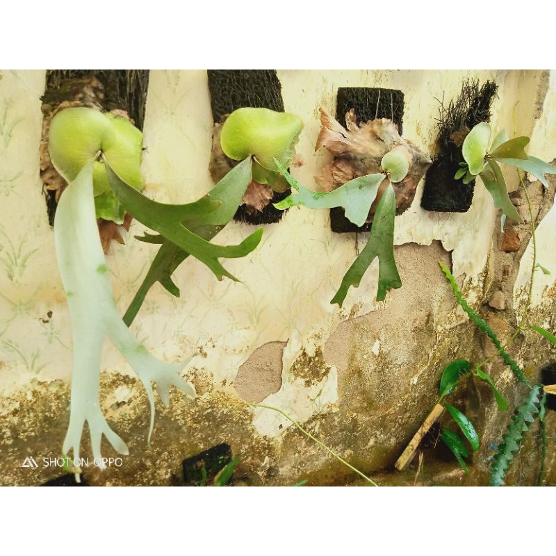 bunga Simbar menjangan