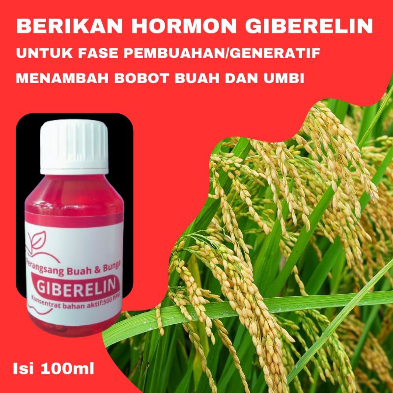 HORMON GIBERELIN