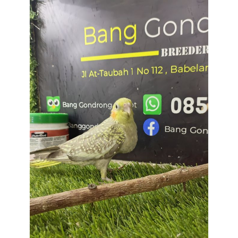 Baby Falk Normal Pearl