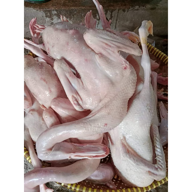 

bebek peking 1.5kg