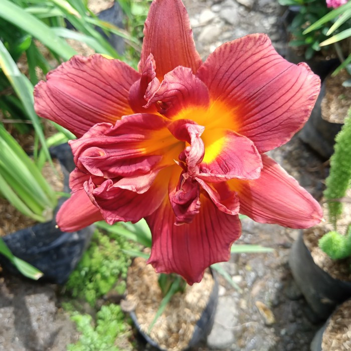 Bibit Tanaman Hias Lily Merah Berbunga Rimbun