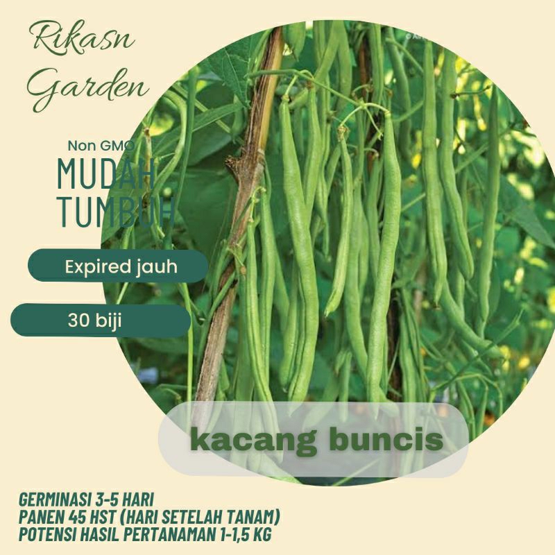 KHUSUS BATAM✔ benih biji bibit buncis super