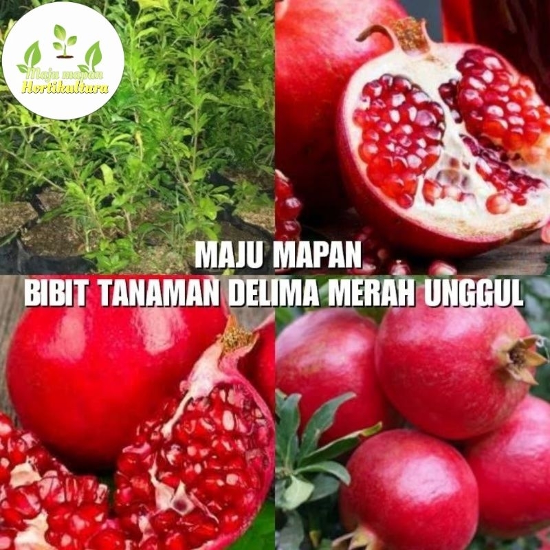 BIBIT DELIMA MERAH SUPER (CANGKOK)