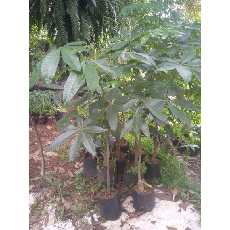TERBARU TANAMAN HIAS PACIRA TINGGI 1 METER - POHON KEBERUNTUNGAN - POHON INDOOR/OUTDOOR