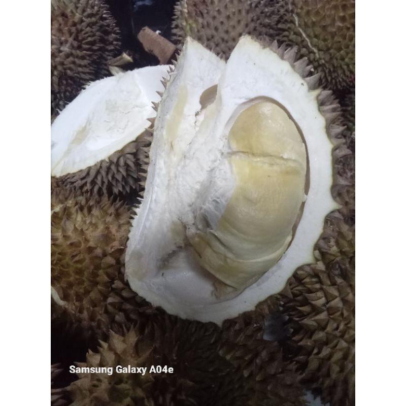 

durian