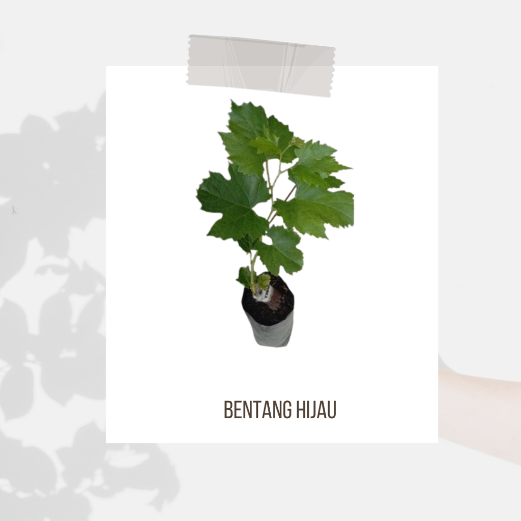 

Bibit anggur Import tamaki anakan