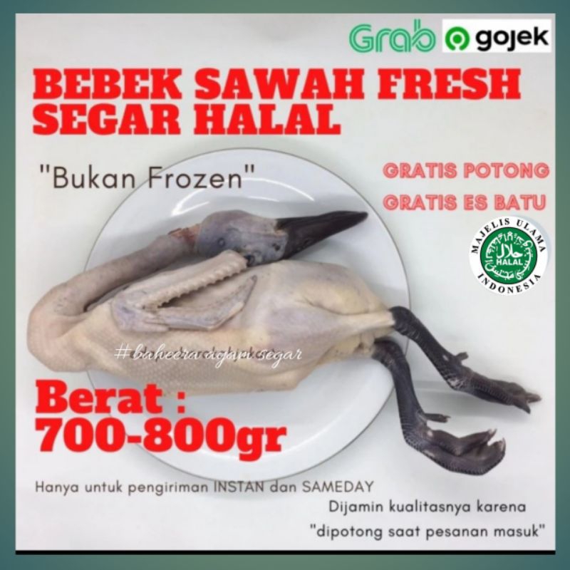 

Bebek sawah segar halal bersih kualitas 700-800gr