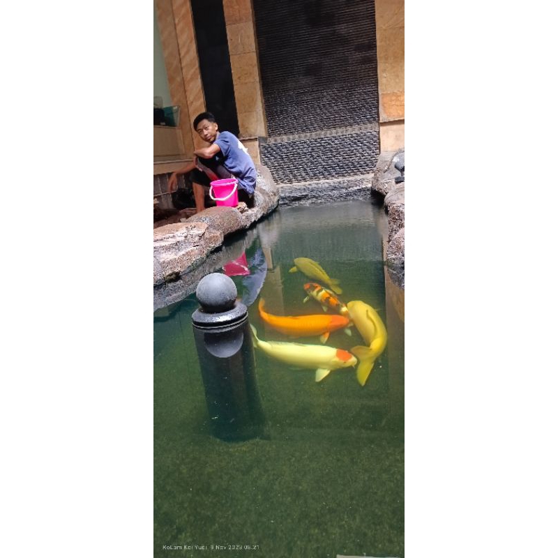 KOLAM KOI _TUKANG KOLAM KOI