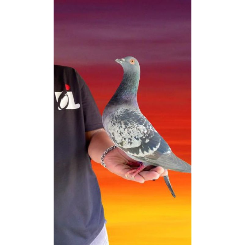 Merpati Kolong Bebas Trah Jelas ( Mawar )