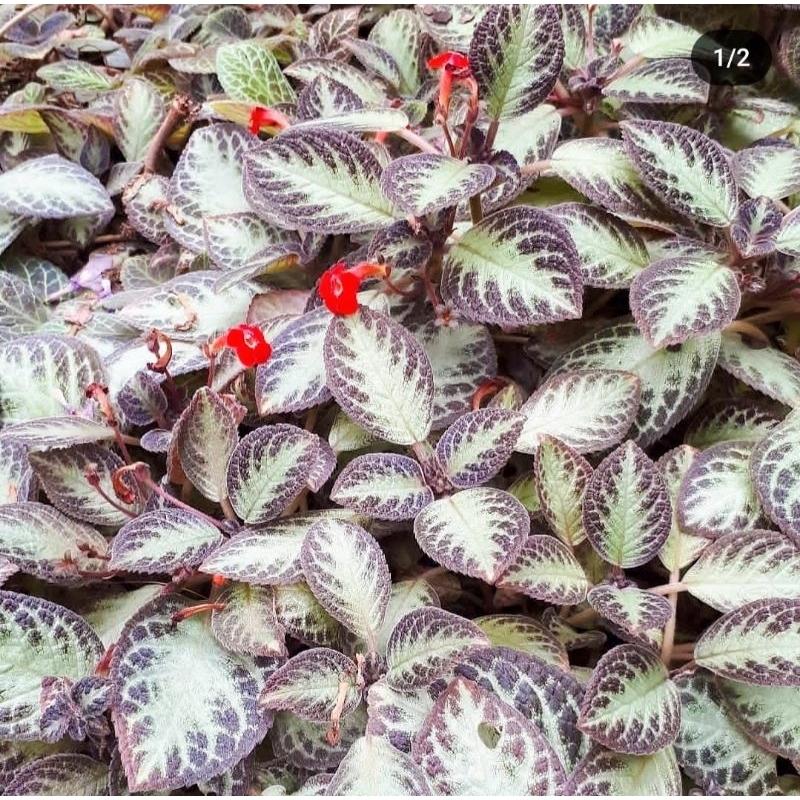 Begonia episcia choco silver NO ID / bibit tanaman hias bunga