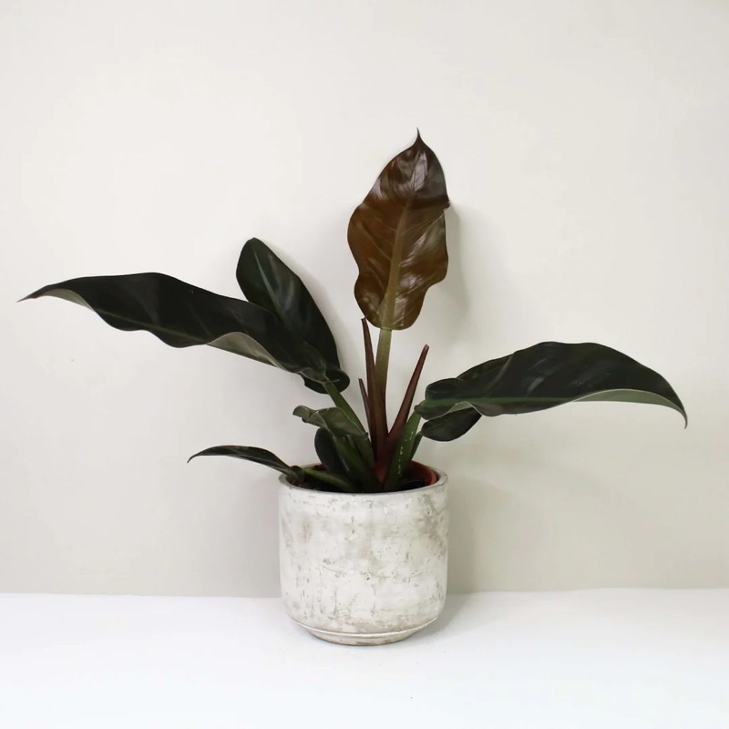 Philodendron Imperial Red