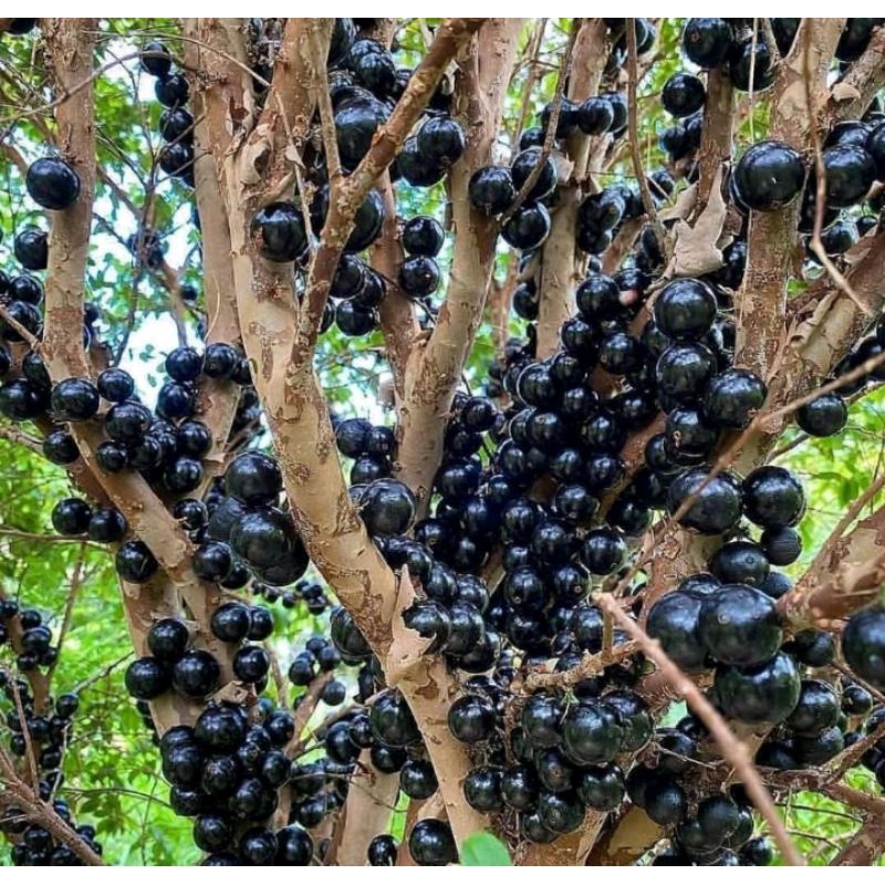 Bibit tanaman indukan anggur pohon/BRAZIL jenis PRECO tinggi 1 meter lebih batang besar kondisi berb