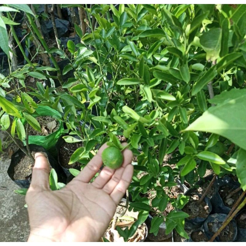 Bibit jeruk limau/jeruk sambel berbuah rimbun(bonus pupuk+beli2bonus1)
