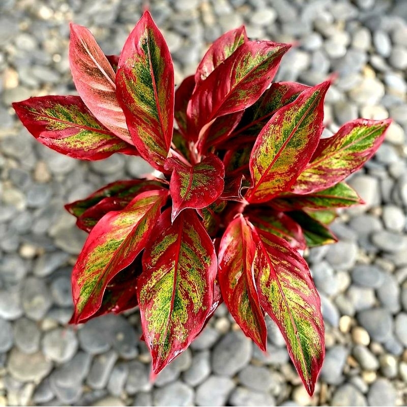 Tanaman Hias Aglonema Siam merah/Tanaman Hias Cantik Merah Murah/aglonema murah