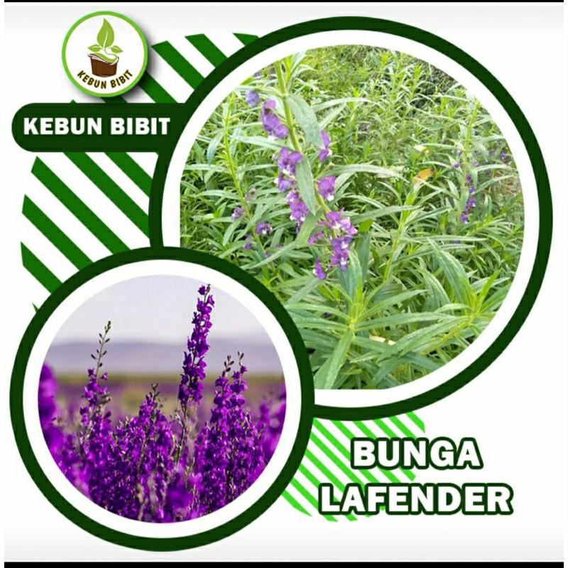 bibit bunga lavender