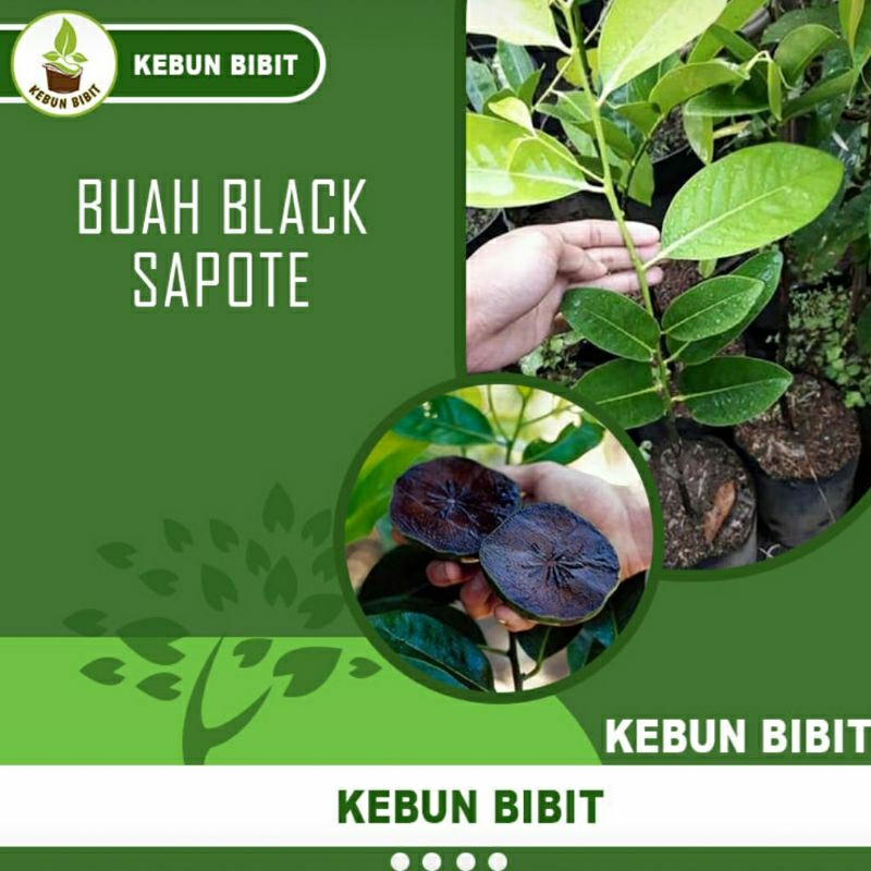 bibit buah black sapote okulasi