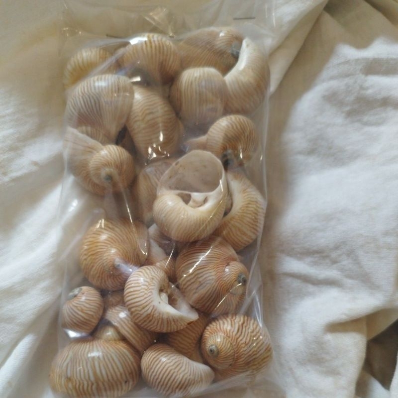 kerang klomang