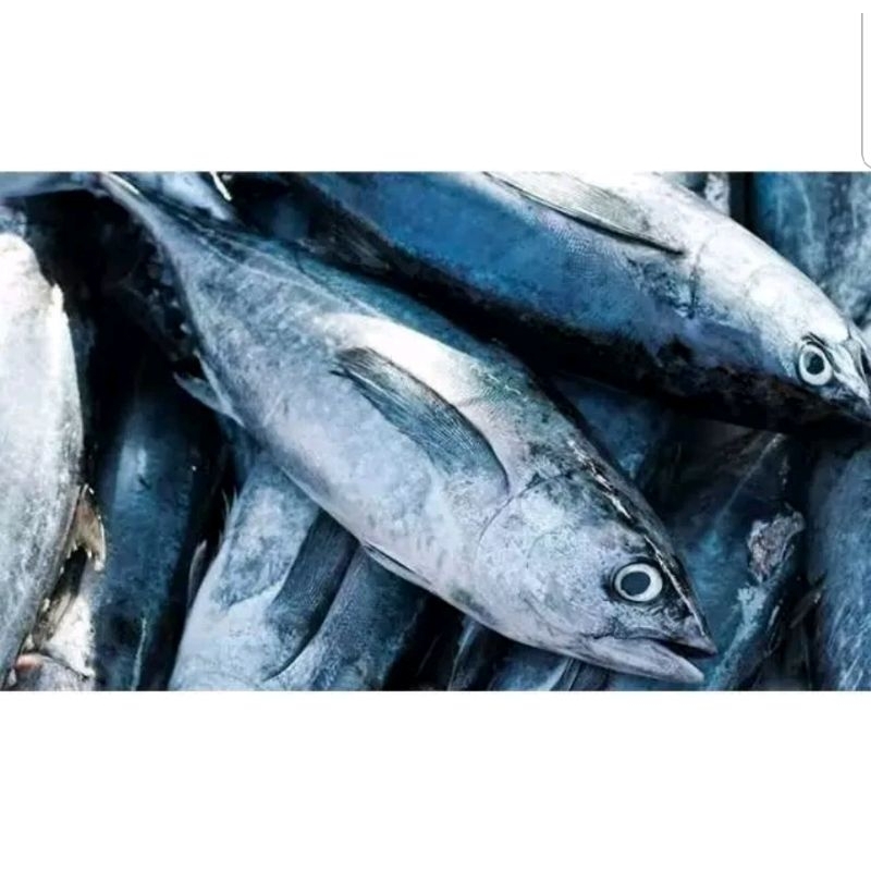 

ikan tuna fresh harian 1 kg