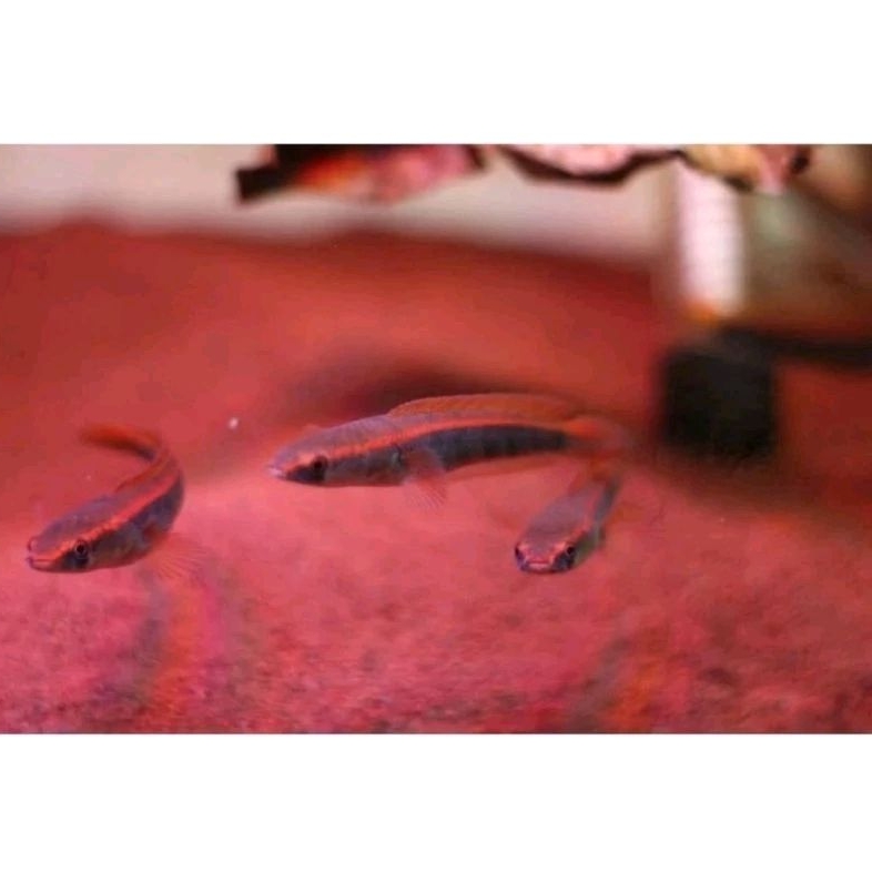 (Garansi) Red Barito 5-7cm sortir ketat 