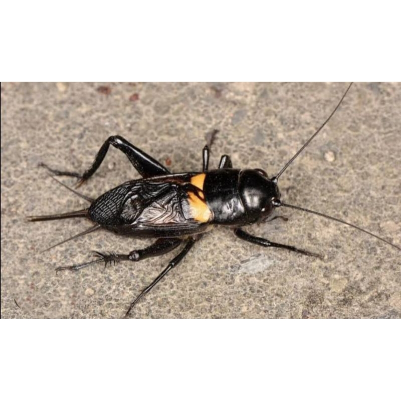 JANGKRIK GENGGONG/JANGKRIK KALUNG