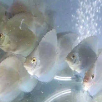 Ikan Discus Blue Diamond 2,5"