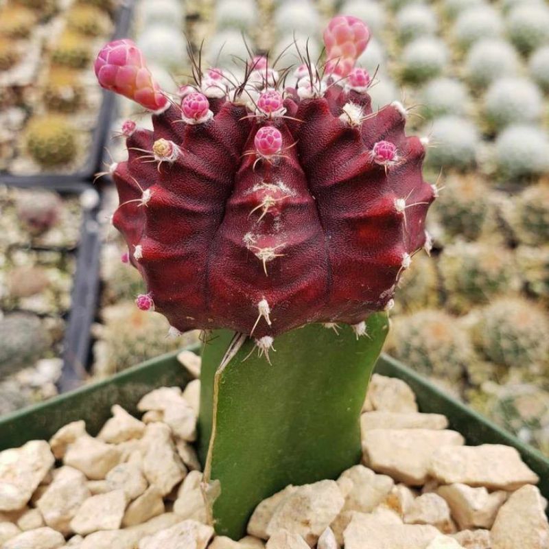 Kaktus Gymnocalycium Siklam / Gratting