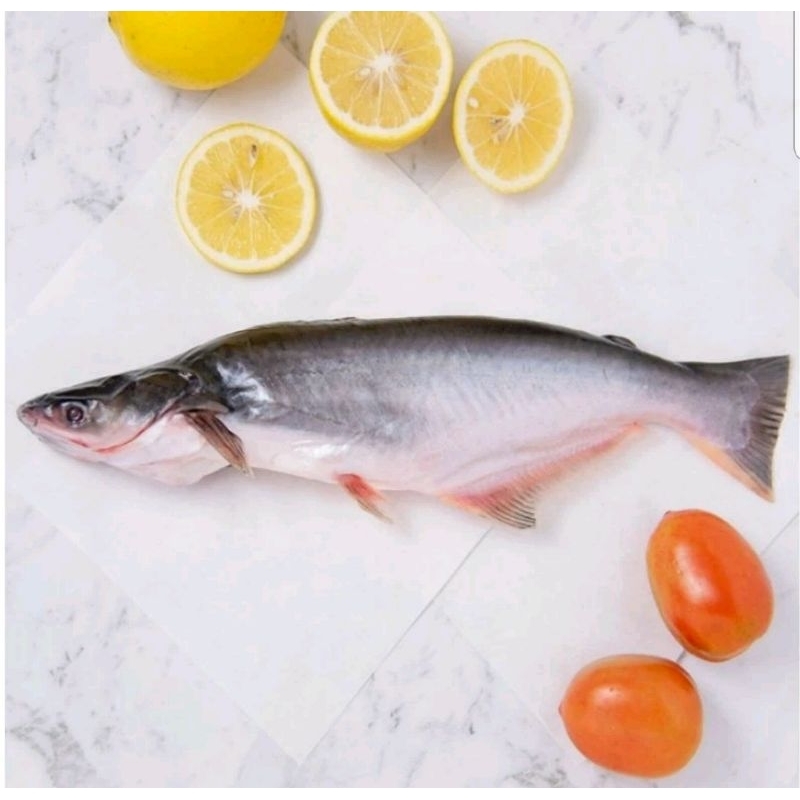 

ikan patin fresh harian 1 kg