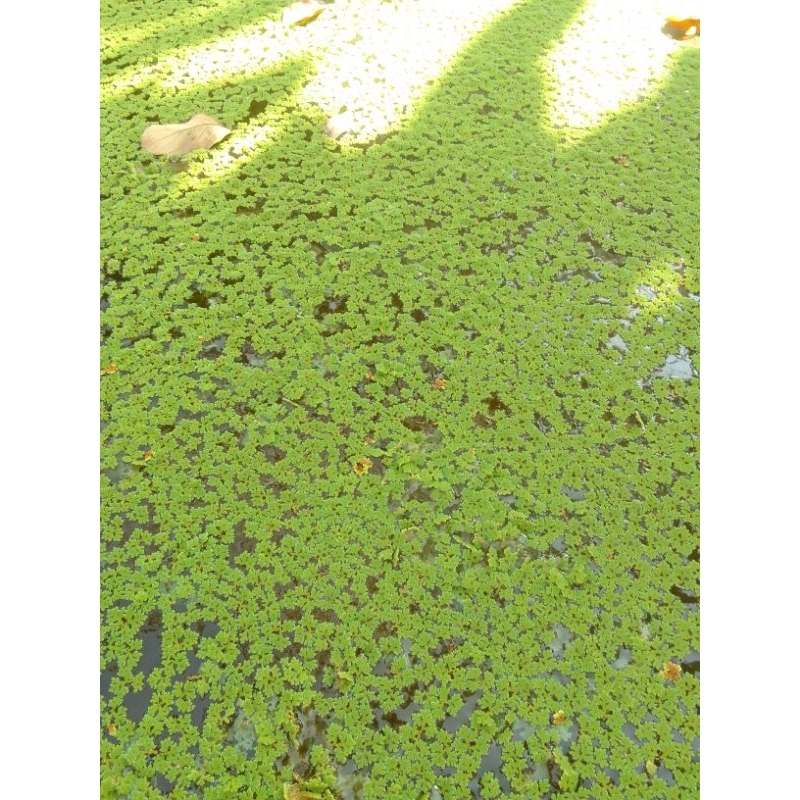 AZOLLA alternatif Pakan ternak