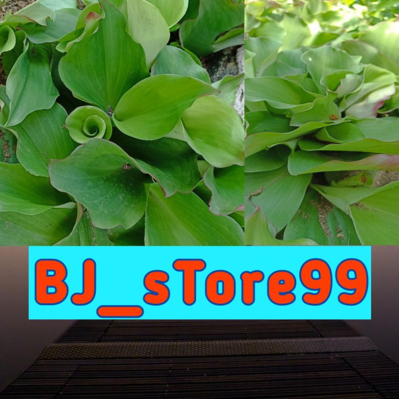 

Daun Kencur Jumbo Fressh Organik100g