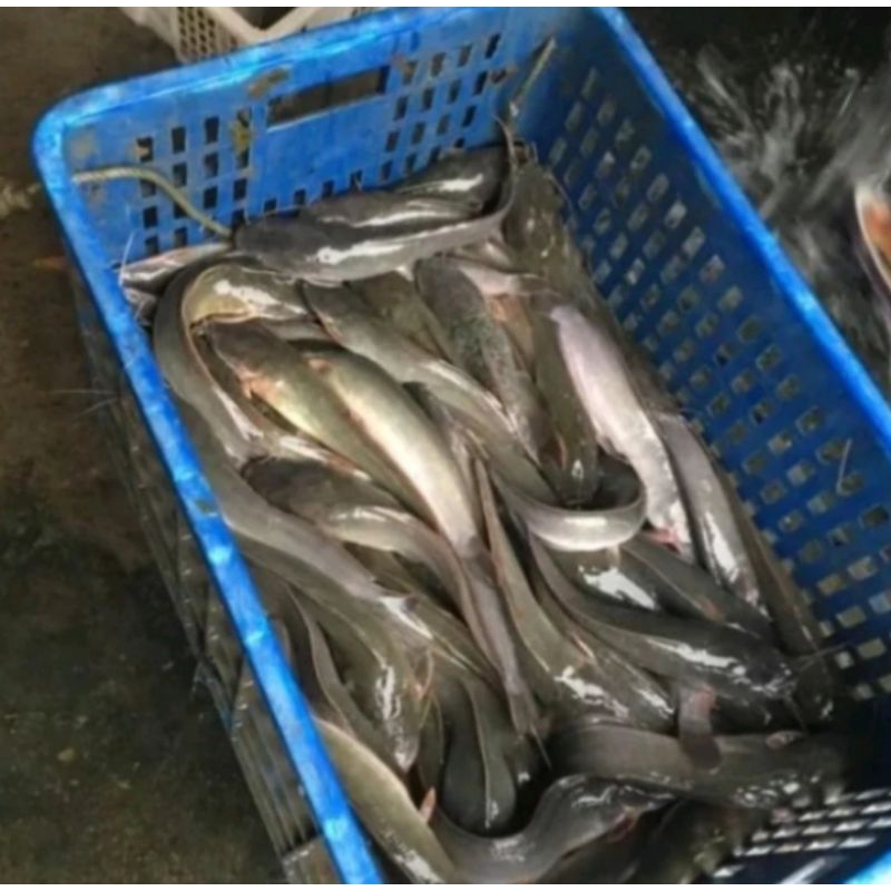 

Lele hidup konsumsi 1 kg