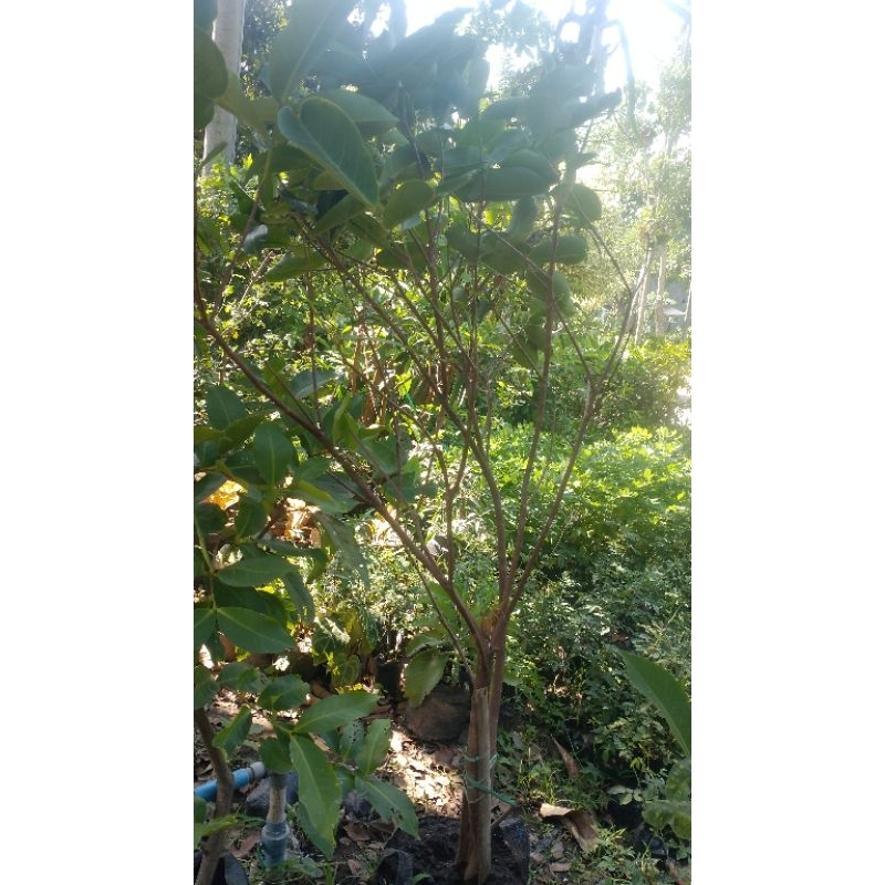 Bibit jambu air madu deli hasil cangkok tinggi 2 m up