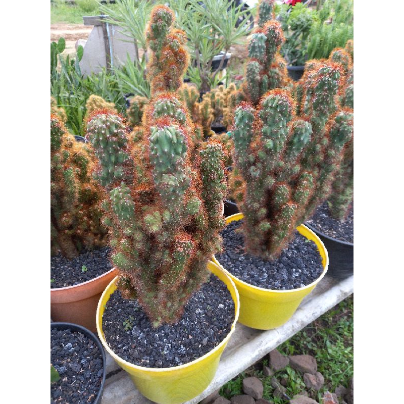 Tanaman Kaktus Ownroot - Duri halus