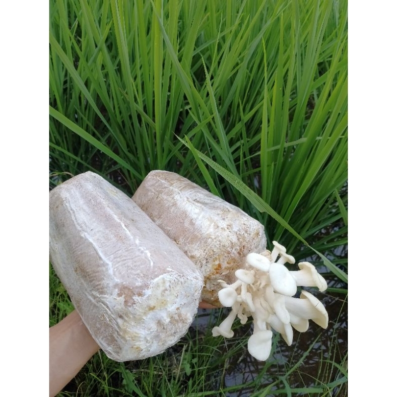 

Baglog jamur tiram putih/coklat siap panen