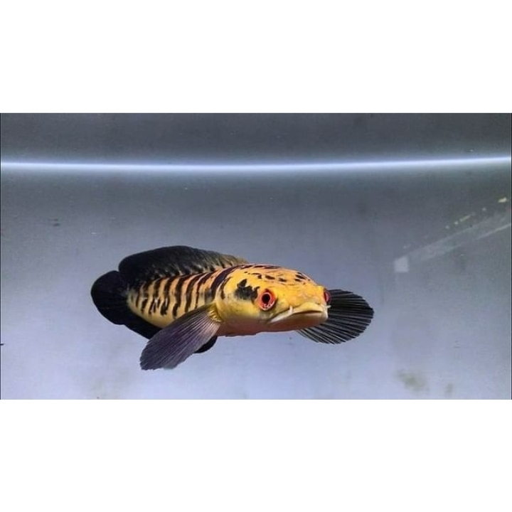 CHANNA MARU YELLOW SENTARUM 26 CM BAHAN KONTES GARANSI