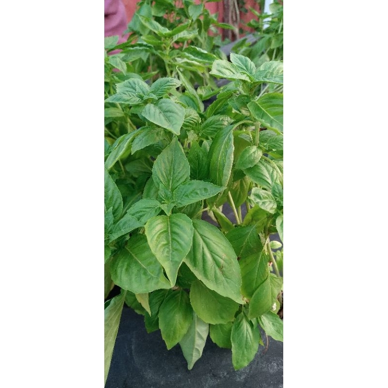 

Daun Basil Segar 500 Gram