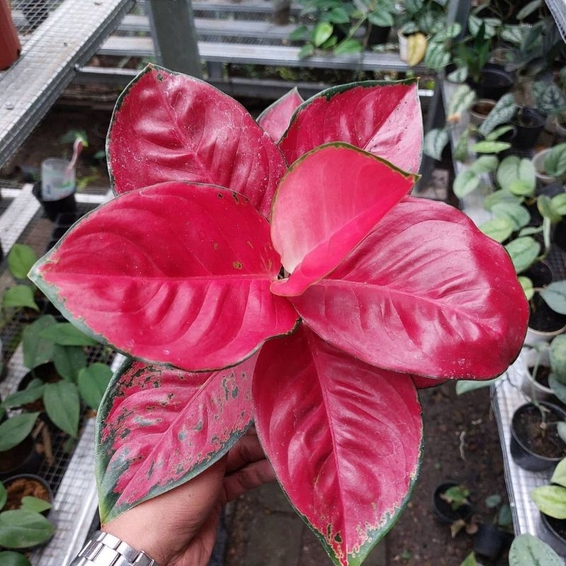 Tanaman Hias Aglonema Suksom jaipong Tanaman Hias Bunga Aglaonema Murah Merah BUKAN bonggol- tanaman