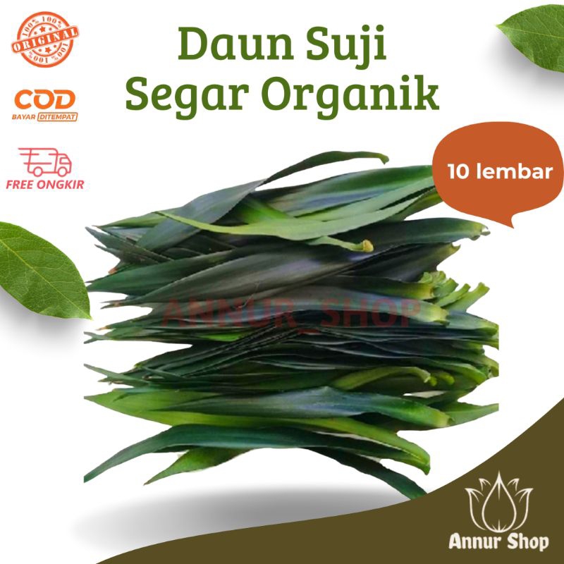 

Daun suji segar 10 lembar