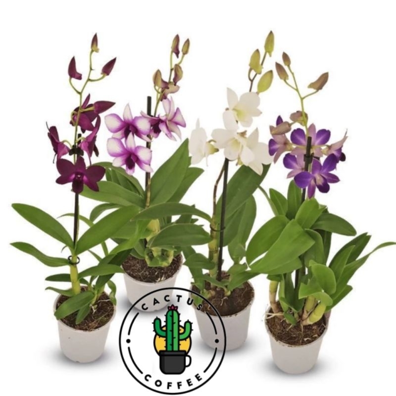 PROMO!!ANGGREK DENDROBIUM DEWASA / BUNGA ANGGREK DENDROBIUM DEWASA