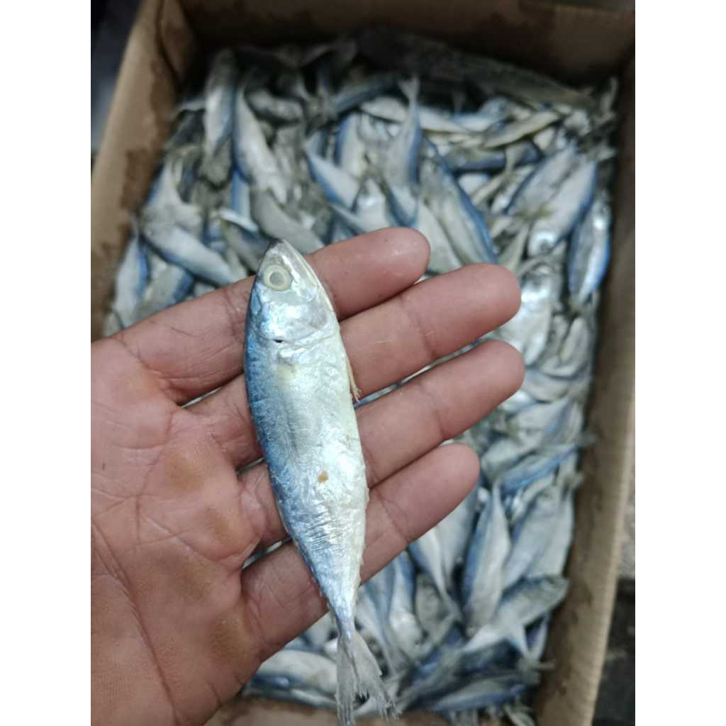 

Ikan Peda Super Kecil - Ukuran Mini 250gr , Kelezatan Maksimal