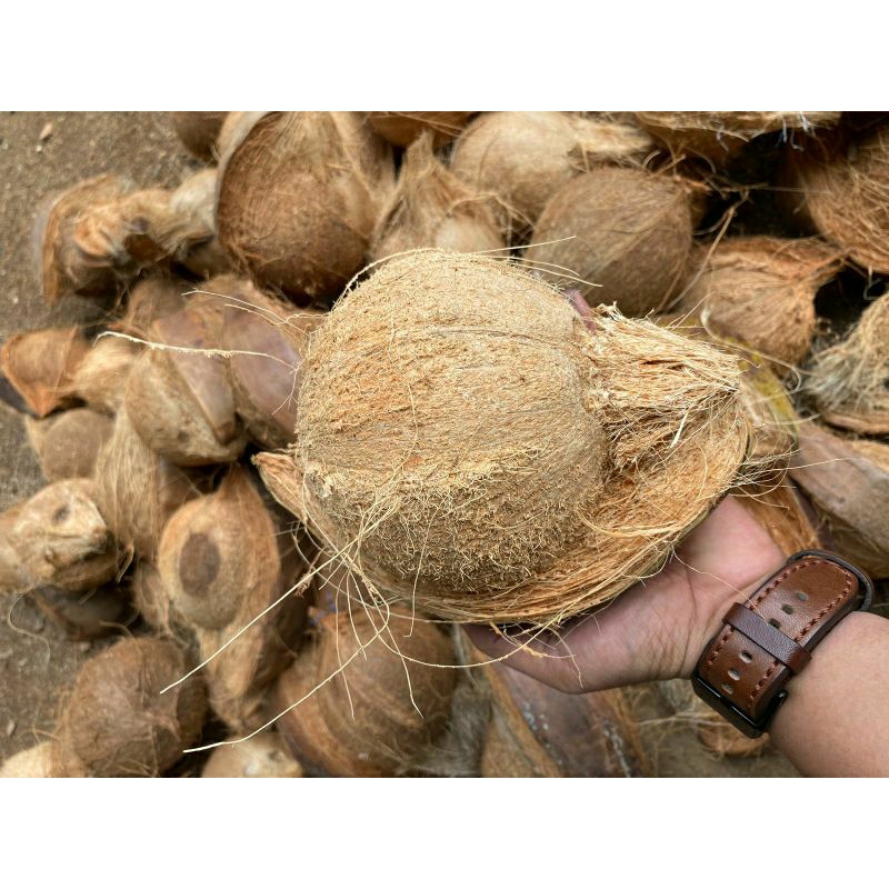 

Kelapa Tua Utuh 1 Butir Produk Kualitas