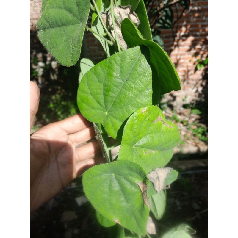 

Daun Cincau Bulu Segar Murah Petik Segar Kirim