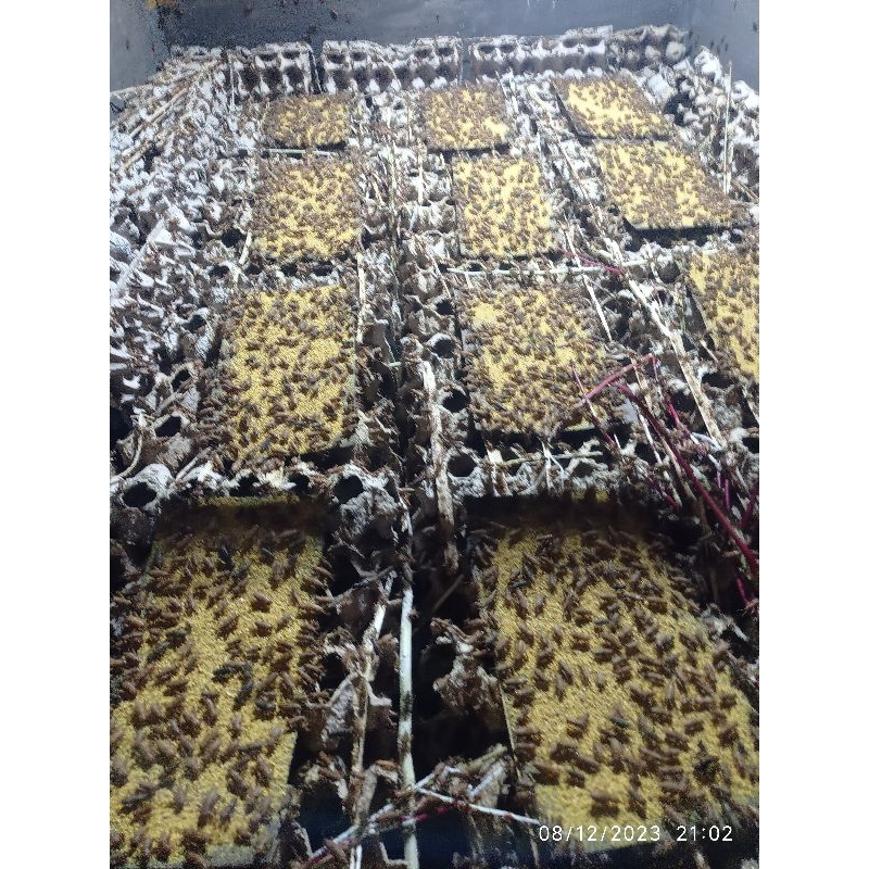 jangkrik hidup dan jangkrik kering