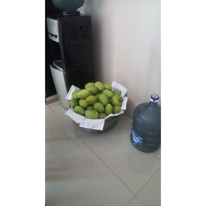 

mangga cengkir