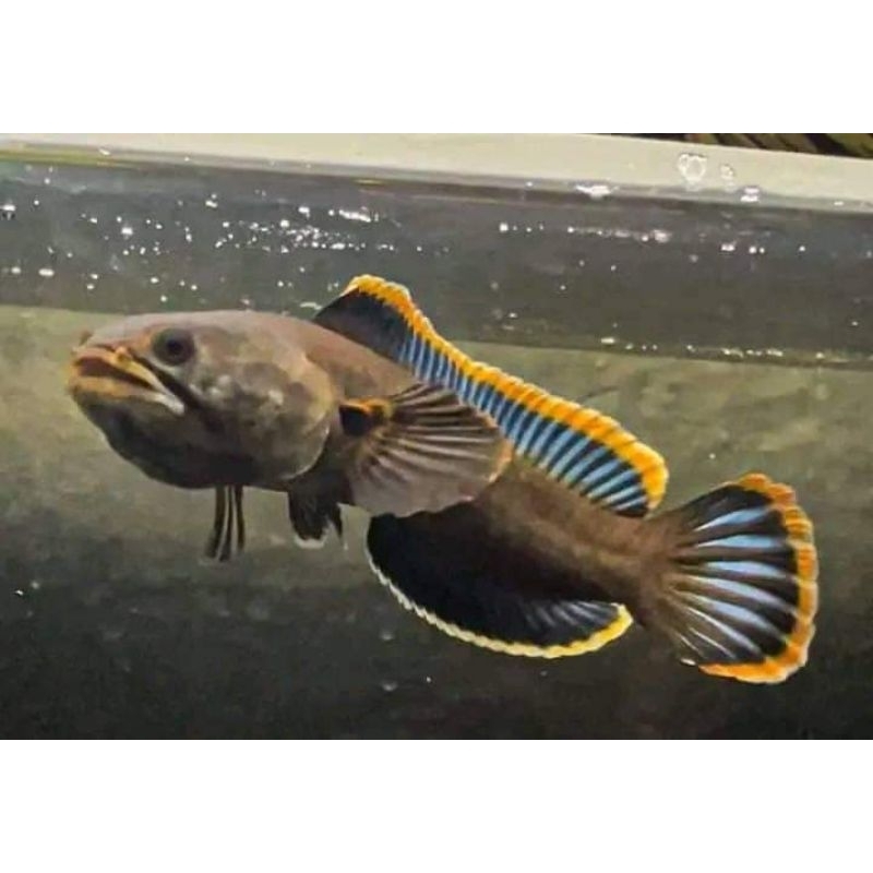 LIMBATA WC LAWU JANTAN RIM TEBAL+ bonus pakan