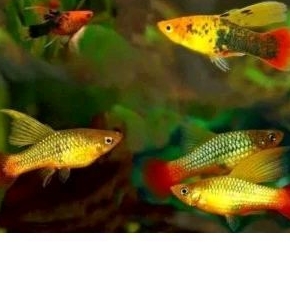 Platy cendrawasih /Aksesoris kebutuhan akuarium