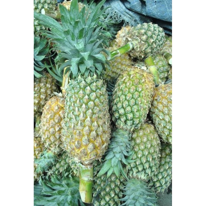 Nanas Segar 1 Buah