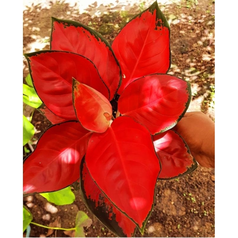 Tanaman Hias Aglonema Suksom Jaipong Super - Suksom Merah (Tanaman hias aglaonema Suksom Jaipong) - tanaman hias hidup - bunga hidup - bunga aglonema - aglaonema merah - aglonema merah - aglaonema murah - aglaonema murah