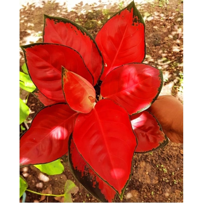 Tanaman Hias Aglonema Suksom Jaipong Super - Suksom Merah (Tanaman hias aglaonema Suksom Jaipong) - 
