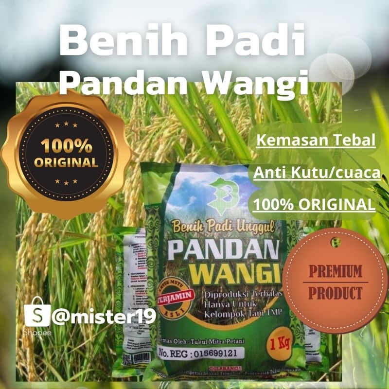 BENIH PADI PANDAN WANGI ORIGINAL ASLI 100%