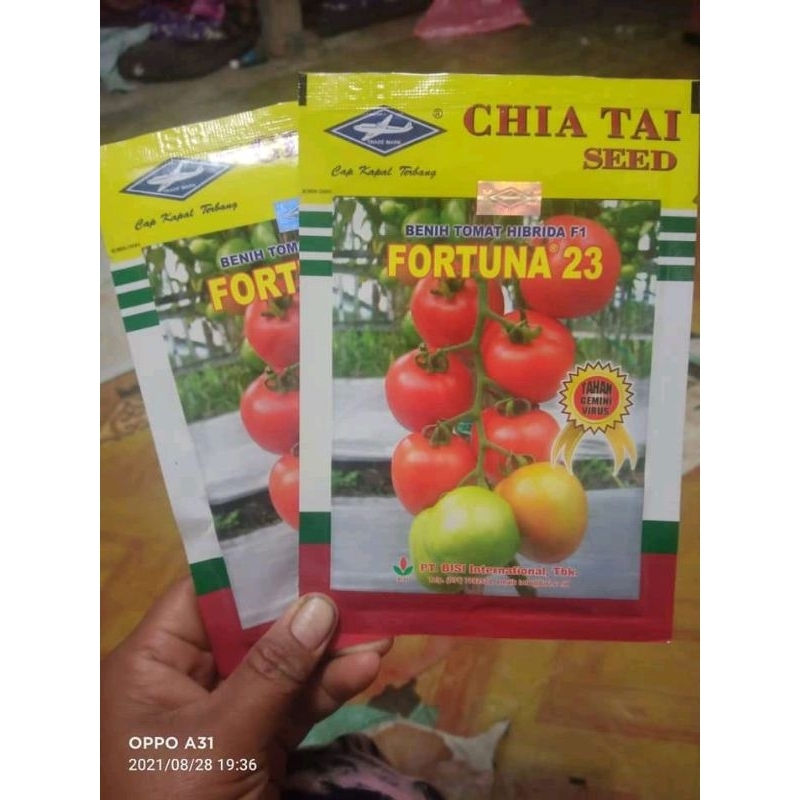 benih bibit tomat FORTUNA F1